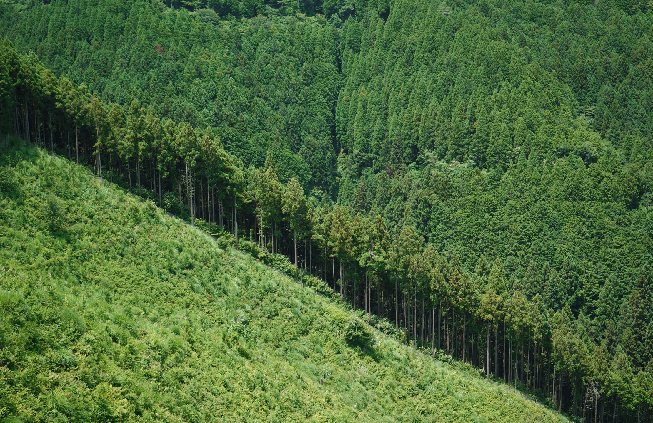 とととと登山 Background